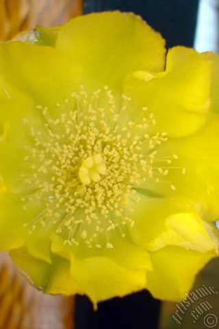 A mobile wallpaper and MMS picture for Apple iPhone 7s, 6s, 5s, 4s, Plus, iPods, iPads, New iPads, Samsung Galaxy S Series and Notes, Sony Ericsson Xperia, LG Mobile Phones, Tablets and Devices: Prickly Pear with yellow flower.
