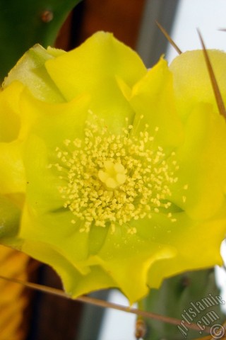 A mobile wallpaper and MMS picture for Apple iPhone 7s, 6s, 5s, 4s, Plus, iPods, iPads, New iPads, Samsung Galaxy S Series and Notes, Sony Ericsson Xperia, LG Mobile Phones, Tablets and Devices: Prickly Pear with yellow flower.
