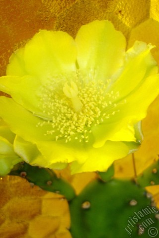 A mobile wallpaper and MMS picture for Apple iPhone 7s, 6s, 5s, 4s, Plus, iPods, iPads, New iPads, Samsung Galaxy S Series and Notes, Sony Ericsson Xperia, LG Mobile Phones, Tablets and Devices: Prickly Pear with yellow flower.
