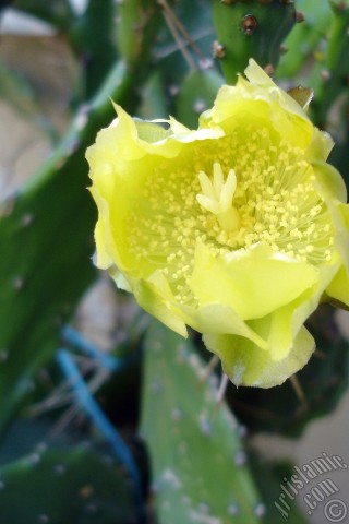 A mobile wallpaper and MMS picture for Apple iPhone 7s, 6s, 5s, 4s, Plus, iPods, iPads, New iPads, Samsung Galaxy S Series and Notes, Sony Ericsson Xperia, LG Mobile Phones, Tablets and Devices: Prickly Pear with yellow flower.
