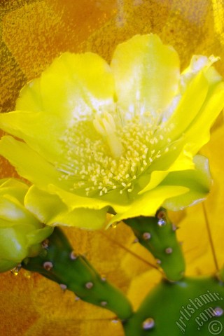 A mobile wallpaper and MMS picture for Apple iPhone 7s, 6s, 5s, 4s, Plus, iPods, iPads, New iPads, Samsung Galaxy S Series and Notes, Sony Ericsson Xperia, LG Mobile Phones, Tablets and Devices: Prickly Pear with yellow flower.
