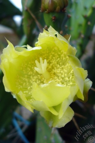 A mobile wallpaper and MMS picture for Apple iPhone 7s, 6s, 5s, 4s, Plus, iPods, iPads, New iPads, Samsung Galaxy S Series and Notes, Sony Ericsson Xperia, LG Mobile Phones, Tablets and Devices: Prickly Pear with yellow flower.
