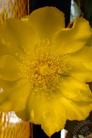 A mobile wallpaper and MMS picture for Apple iPhone 7s, 6s, 5s, 4s, Plus, iPods, iPads, New iPads, Samsung Galaxy S Series and Notes, Sony Ericsson Xperia, LG Mobile Phones, Tablets and Devices: Prickly Pear with yellow flower.
