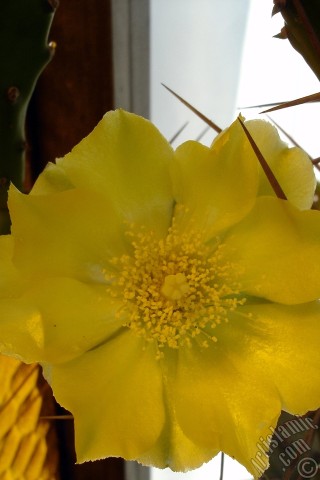 A mobile wallpaper and MMS picture for Apple iPhone 7s, 6s, 5s, 4s, Plus, iPods, iPads, New iPads, Samsung Galaxy S Series and Notes, Sony Ericsson Xperia, LG Mobile Phones, Tablets and Devices: Prickly Pear with yellow flower.
