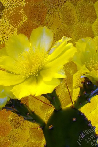 A mobile wallpaper and MMS picture for Apple iPhone 7s, 6s, 5s, 4s, Plus, iPods, iPads, New iPads, Samsung Galaxy S Series and Notes, Sony Ericsson Xperia, LG Mobile Phones, Tablets and Devices: Prickly Pear with yellow flower.
