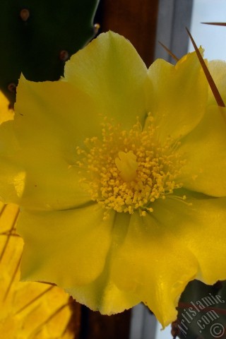 A mobile wallpaper and MMS picture for Apple iPhone 7s, 6s, 5s, 4s, Plus, iPods, iPads, New iPads, Samsung Galaxy S Series and Notes, Sony Ericsson Xperia, LG Mobile Phones, Tablets and Devices: Prickly Pear with yellow flower.
