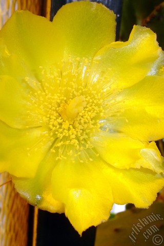 A mobile wallpaper and MMS picture for Apple iPhone 7s, 6s, 5s, 4s, Plus, iPods, iPads, New iPads, Samsung Galaxy S Series and Notes, Sony Ericsson Xperia, LG Mobile Phones, Tablets and Devices: Prickly Pear with yellow flower.
