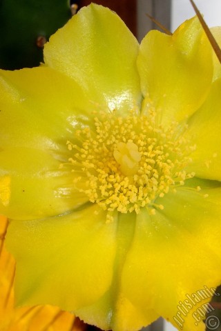 A mobile wallpaper and MMS picture for Apple iPhone 7s, 6s, 5s, 4s, Plus, iPods, iPads, New iPads, Samsung Galaxy S Series and Notes, Sony Ericsson Xperia, LG Mobile Phones, Tablets and Devices: Prickly Pear with yellow flower.
