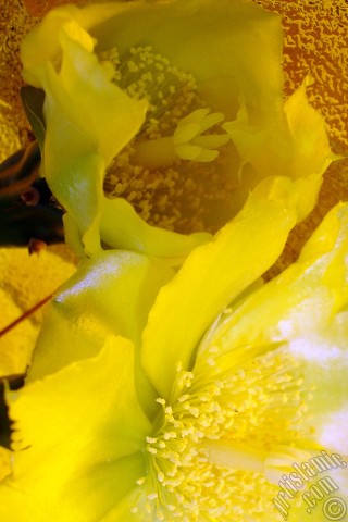 A mobile wallpaper and MMS picture for Apple iPhone 7s, 6s, 5s, 4s, Plus, iPods, iPads, New iPads, Samsung Galaxy S Series and Notes, Sony Ericsson Xperia, LG Mobile Phones, Tablets and Devices: Prickly Pear with yellow flower.

