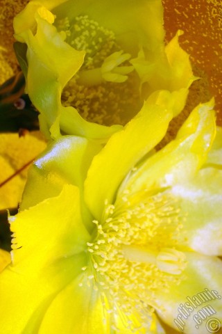 A mobile wallpaper and MMS picture for Apple iPhone 7s, 6s, 5s, 4s, Plus, iPods, iPads, New iPads, Samsung Galaxy S Series and Notes, Sony Ericsson Xperia, LG Mobile Phones, Tablets and Devices: Prickly Pear with yellow flower.
