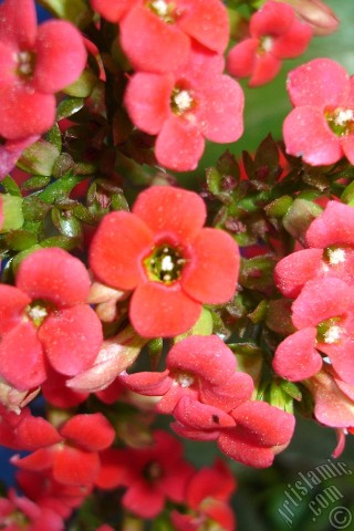 A mobile wallpaper and MMS picture for Apple iPhone 7s, 6s, 5s, 4s, Plus, iPods, iPads, New iPads, Samsung Galaxy S Series and Notes, Sony Ericsson Xperia, LG Mobile Phones, Tablets and Devices: Kalanchoe plant`s flower.
