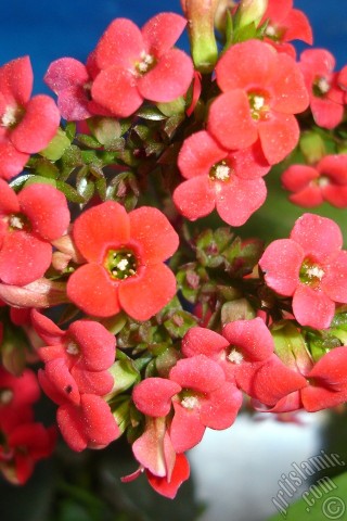 A mobile wallpaper and MMS picture for Apple iPhone 7s, 6s, 5s, 4s, Plus, iPods, iPads, New iPads, Samsung Galaxy S Series and Notes, Sony Ericsson Xperia, LG Mobile Phones, Tablets and Devices: Kalanchoe plant`s flower.
