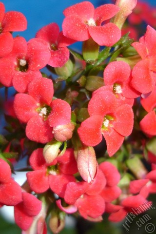 A mobile wallpaper and MMS picture for Apple iPhone 7s, 6s, 5s, 4s, Plus, iPods, iPads, New iPads, Samsung Galaxy S Series and Notes, Sony Ericsson Xperia, LG Mobile Phones, Tablets and Devices: Kalanchoe plant`s flower.
