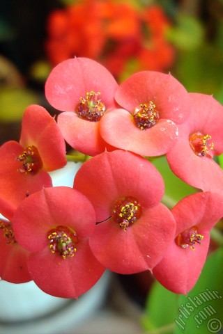 A mobile wallpaper and MMS picture for Apple iPhone 7s, 6s, 5s, 4s, Plus, iPods, iPads, New iPads, Samsung Galaxy S Series and Notes, Sony Ericsson Xperia, LG Mobile Phones, Tablets and Devices: Euphorbia Milii -Crown of thorns- with pink flower.
