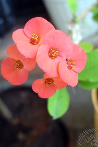 A mobile wallpaper and MMS picture for Apple iPhone 7s, 6s, 5s, 4s, Plus, iPods, iPads, New iPads, Samsung Galaxy S Series and Notes, Sony Ericsson Xperia, LG Mobile Phones, Tablets and Devices: Euphorbia Milii -Crown of thorns- with pink flower.
