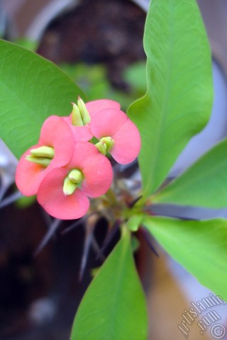 A mobile wallpaper and MMS picture for Apple iPhone 7s, 6s, 5s, 4s, Plus, iPods, iPads, New iPads, Samsung Galaxy S Series and Notes, Sony Ericsson Xperia, LG Mobile Phones, Tablets and Devices: Euphorbia Milii -Crown of thorns- with pink flower.
