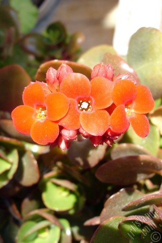 A mobile wallpaper and MMS picture for Apple iPhone 7s, 6s, 5s, 4s, Plus, iPods, iPads, New iPads, Samsung Galaxy S Series and Notes, Sony Ericsson Xperia, LG Mobile Phones, Tablets and Devices: Kalanchoe plant`s flower.
