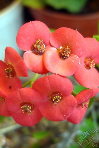 A mobile wallpaper and MMS picture for Apple iPhone 7s, 6s, 5s, 4s, Plus, iPods, iPads, New iPads, Samsung Galaxy S Series and Notes, Sony Ericsson Xperia, LG Mobile Phones, Tablets and Devices: Euphorbia Milii -Crown of thorns- with pink flower.
