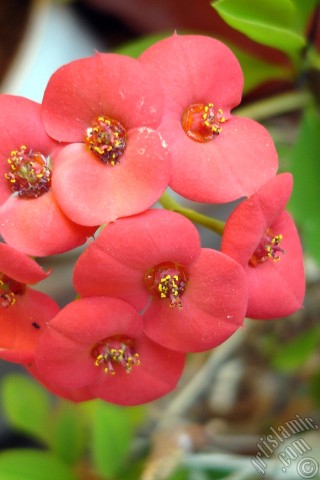 A mobile wallpaper and MMS picture for Apple iPhone 7s, 6s, 5s, 4s, Plus, iPods, iPads, New iPads, Samsung Galaxy S Series and Notes, Sony Ericsson Xperia, LG Mobile Phones, Tablets and Devices: Euphorbia Milii -Crown of thorns- with pink flower.
