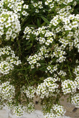 A mobile wallpaper and MMS picture for Apple iPhone 7s, 6s, 5s, 4s, Plus, iPods, iPads, New iPads, Samsung Galaxy S Series and Notes, Sony Ericsson Xperia, LG Mobile Phones, Tablets and Devices: A plant with tiny white flowers.
