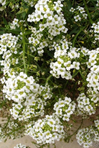 A mobile wallpaper and MMS picture for Apple iPhone 7s, 6s, 5s, 4s, Plus, iPods, iPads, New iPads, Samsung Galaxy S Series and Notes, Sony Ericsson Xperia, LG Mobile Phones, Tablets and Devices: A plant with tiny white flowers.
