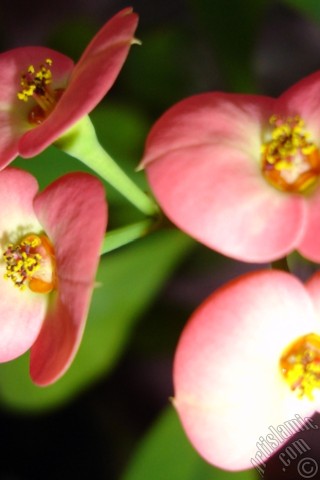 A mobile wallpaper and MMS picture for Apple iPhone 7s, 6s, 5s, 4s, Plus, iPods, iPads, New iPads, Samsung Galaxy S Series and Notes, Sony Ericsson Xperia, LG Mobile Phones, Tablets and Devices: Euphorbia Milii -Crown of thorns- with pink flower.
