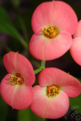 A mobile wallpaper and MMS picture for Apple iPhone 7s, 6s, 5s, 4s, Plus, iPods, iPads, New iPads, Samsung Galaxy S Series and Notes, Sony Ericsson Xperia, LG Mobile Phones, Tablets and Devices: Euphorbia Milii -Crown of thorns- with pink flower.
