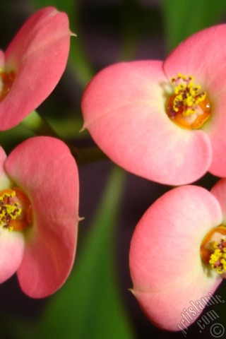 A mobile wallpaper and MMS picture for Apple iPhone 7s, 6s, 5s, 4s, Plus, iPods, iPads, New iPads, Samsung Galaxy S Series and Notes, Sony Ericsson Xperia, LG Mobile Phones, Tablets and Devices: Euphorbia Milii -Crown of thorns- with pink flower.
