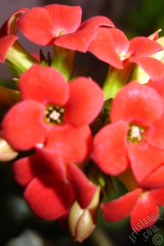 A mobile wallpaper and MMS picture for Apple iPhone 7s, 6s, 5s, 4s, Plus, iPods, iPads, New iPads, Samsung Galaxy S Series and Notes, Sony Ericsson Xperia, LG Mobile Phones, Tablets and Devices: Kalanchoe plant`s flower.
