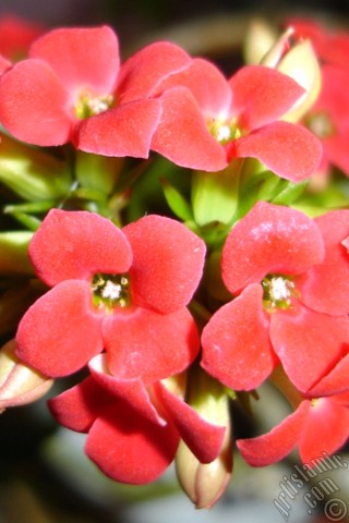 A mobile wallpaper and MMS picture for Apple iPhone 7s, 6s, 5s, 4s, Plus, iPods, iPads, New iPads, Samsung Galaxy S Series and Notes, Sony Ericsson Xperia, LG Mobile Phones, Tablets and Devices: Kalanchoe plant`s flower.
