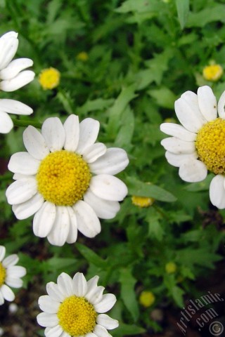 A mobile wallpaper and MMS picture for Apple iPhone 7s, 6s, 5s, 4s, Plus, iPods, iPads, New iPads, Samsung Galaxy S Series and Notes, Sony Ericsson Xperia, LG Mobile Phones, Tablets and Devices: Field Daisy -Ox Eye, Love-Me-Love-Me-Not, Marguerite, Moon Daisy- flower.
