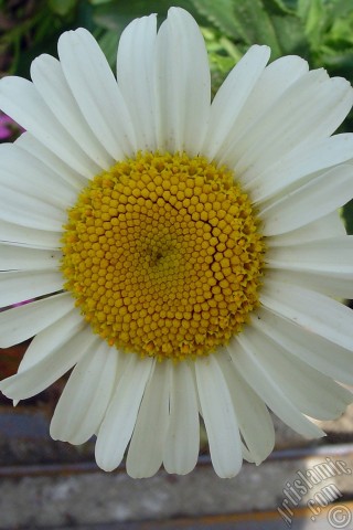 A mobile wallpaper and MMS picture for Apple iPhone 7s, 6s, 5s, 4s, Plus, iPods, iPads, New iPads, Samsung Galaxy S Series and Notes, Sony Ericsson Xperia, LG Mobile Phones, Tablets and Devices: Field Daisy -Ox Eye, Love-Me-Love-Me-Not, Marguerite, Moon Daisy- flower.
