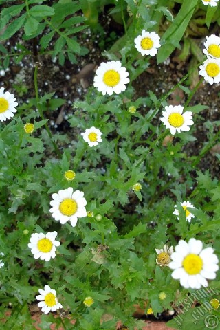 A mobile wallpaper and MMS picture for Apple iPhone 7s, 6s, 5s, 4s, Plus, iPods, iPads, New iPads, Samsung Galaxy S Series and Notes, Sony Ericsson Xperia, LG Mobile Phones, Tablets and Devices: Field Daisy -Ox Eye, Love-Me-Love-Me-Not, Marguerite, Moon Daisy- flower.
