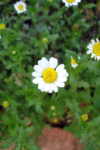 A mobile wallpaper and MMS picture for Apple iPhone 7s, 6s, 5s, 4s, Plus, iPods, iPads, New iPads, Samsung Galaxy S Series and Notes, Sony Ericsson Xperia, LG Mobile Phones, Tablets and Devices: Field Daisy -Ox Eye, Love-Me-Love-Me-Not, Marguerite, Moon Daisy- flower.
