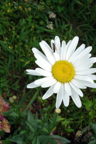 A mobile wallpaper and MMS picture for Apple iPhone 7s, 6s, 5s, 4s, Plus, iPods, iPads, New iPads, Samsung Galaxy S Series and Notes, Sony Ericsson Xperia, LG Mobile Phones, Tablets and Devices: Field Daisy -Ox Eye, Love-Me-Love-Me-Not, Marguerite, Moon Daisy- flower.
