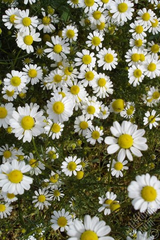 A mobile wallpaper and MMS picture for Apple iPhone 7s, 6s, 5s, 4s, Plus, iPods, iPads, New iPads, Samsung Galaxy S Series and Notes, Sony Ericsson Xperia, LG Mobile Phones, Tablets and Devices: Field Daisy -Ox Eye, Love-Me-Love-Me-Not, Marguerite, Moon Daisy- flower.
