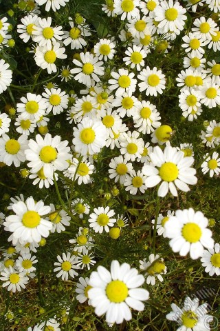 A mobile wallpaper and MMS picture for Apple iPhone 7s, 6s, 5s, 4s, Plus, iPods, iPads, New iPads, Samsung Galaxy S Series and Notes, Sony Ericsson Xperia, LG Mobile Phones, Tablets and Devices: Field Daisy -Ox Eye, Love-Me-Love-Me-Not, Marguerite, Moon Daisy- flower.
