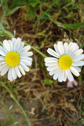 A mobile wallpaper and MMS picture for Apple iPhone 7s, 6s, 5s, 4s, Plus, iPods, iPads, New iPads, Samsung Galaxy S Series and Notes, Sony Ericsson Xperia, LG Mobile Phones, Tablets and Devices: Field Daisy -Ox Eye, Love-Me-Love-Me-Not, Marguerite, Moon Daisy- flower.
