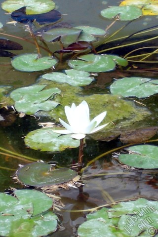 A mobile wallpaper and MMS picture for Apple iPhone 7s, 6s, 5s, 4s, Plus, iPods, iPads, New iPads, Samsung Galaxy S Series and Notes, Sony Ericsson Xperia, LG Mobile Phones, Tablets and Devices: Water Lily flower.
