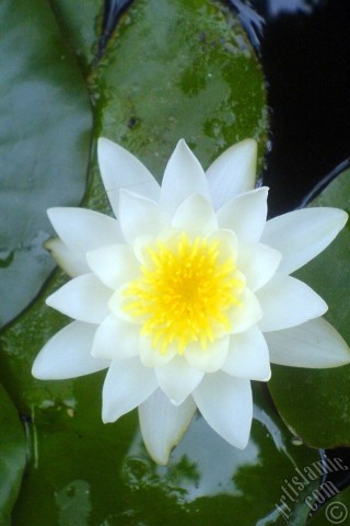 A mobile wallpaper and MMS picture for Apple iPhone 7s, 6s, 5s, 4s, Plus, iPods, iPads, New iPads, Samsung Galaxy S Series and Notes, Sony Ericsson Xperia, LG Mobile Phones, Tablets and Devices: Water Lily flower.
