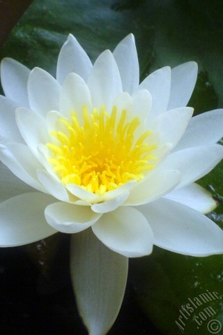 A mobile wallpaper and MMS picture for Apple iPhone 7s, 6s, 5s, 4s, Plus, iPods, iPads, New iPads, Samsung Galaxy S Series and Notes, Sony Ericsson Xperia, LG Mobile Phones, Tablets and Devices: Water Lily flower.
