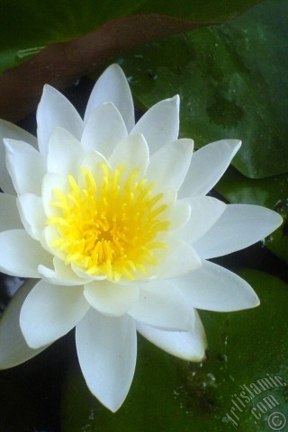 A mobile wallpaper and MMS picture for Apple iPhone 7s, 6s, 5s, 4s, Plus, iPods, iPads, New iPads, Samsung Galaxy S Series and Notes, Sony Ericsson Xperia, LG Mobile Phones, Tablets and Devices: Water Lily flower.
