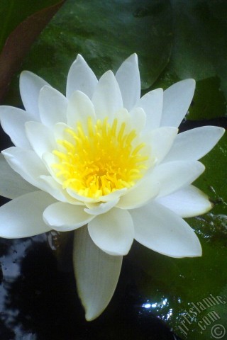 A mobile wallpaper and MMS picture for Apple iPhone 7s, 6s, 5s, 4s, Plus, iPods, iPads, New iPads, Samsung Galaxy S Series and Notes, Sony Ericsson Xperia, LG Mobile Phones, Tablets and Devices: Water Lily flower.
