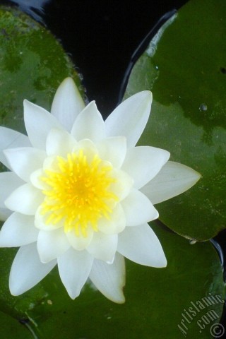 A mobile wallpaper and MMS picture for Apple iPhone 7s, 6s, 5s, 4s, Plus, iPods, iPads, New iPads, Samsung Galaxy S Series and Notes, Sony Ericsson Xperia, LG Mobile Phones, Tablets and Devices: Water Lily flower.
