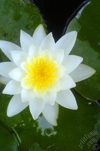 A mobile wallpaper and MMS picture for Apple iPhone 7s, 6s, 5s, 4s, Plus, iPods, iPads, New iPads, Samsung Galaxy S Series and Notes, Sony Ericsson Xperia, LG Mobile Phones, Tablets and Devices: Water Lily flower.
