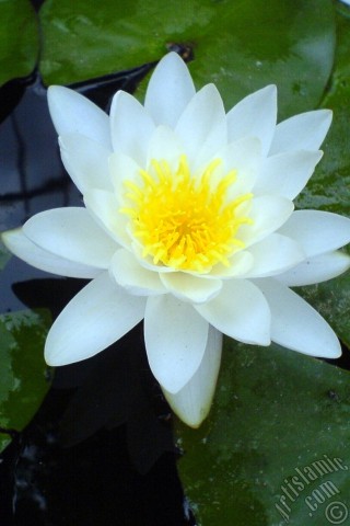 A mobile wallpaper and MMS picture for Apple iPhone 7s, 6s, 5s, 4s, Plus, iPods, iPads, New iPads, Samsung Galaxy S Series and Notes, Sony Ericsson Xperia, LG Mobile Phones, Tablets and Devices: Water Lily flower.
