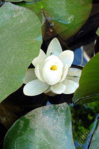 A mobile wallpaper and MMS picture for Apple iPhone 7s, 6s, 5s, 4s, Plus, iPods, iPads, New iPads, Samsung Galaxy S Series and Notes, Sony Ericsson Xperia, LG Mobile Phones, Tablets and Devices: Water Lily flower.
