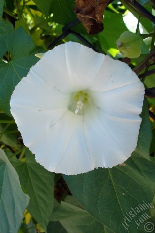 A mobile wallpaper and MMS picture for Apple iPhone 7s, 6s, 5s, 4s, Plus, iPods, iPads, New iPads, Samsung Galaxy S Series and Notes, Sony Ericsson Xperia, LG Mobile Phones, Tablets and Devices: White Morning Glory flower.
