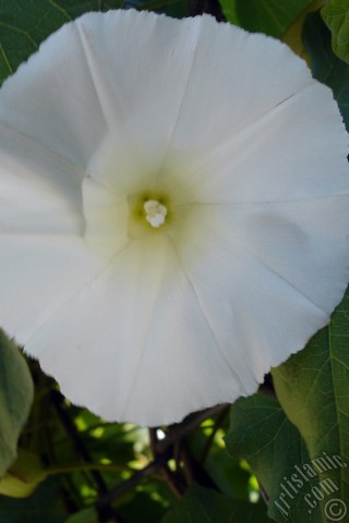 A mobile wallpaper and MMS picture for Apple iPhone 7s, 6s, 5s, 4s, Plus, iPods, iPads, New iPads, Samsung Galaxy S Series and Notes, Sony Ericsson Xperia, LG Mobile Phones, Tablets and Devices: White Morning Glory flower.
