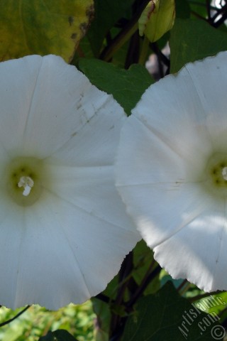 A mobile wallpaper and MMS picture for Apple iPhone 7s, 6s, 5s, 4s, Plus, iPods, iPads, New iPads, Samsung Galaxy S Series and Notes, Sony Ericsson Xperia, LG Mobile Phones, Tablets and Devices: White Morning Glory flower.
